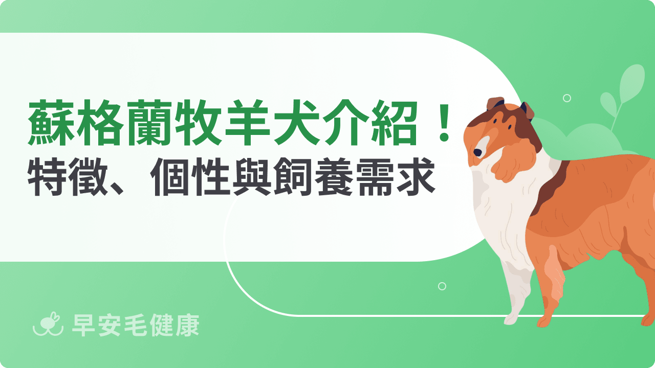蘇格蘭牧羊犬是喜樂蒂嗎？品種特徵、個性與台灣飼養指南