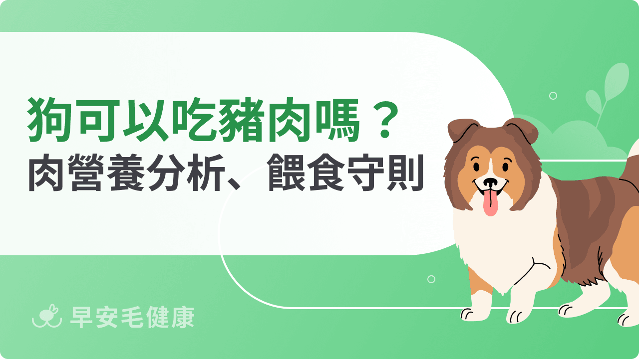 狗可以吃豬肉嗎?帶你認識狗狗吃肉營養價值、正確餵食守則