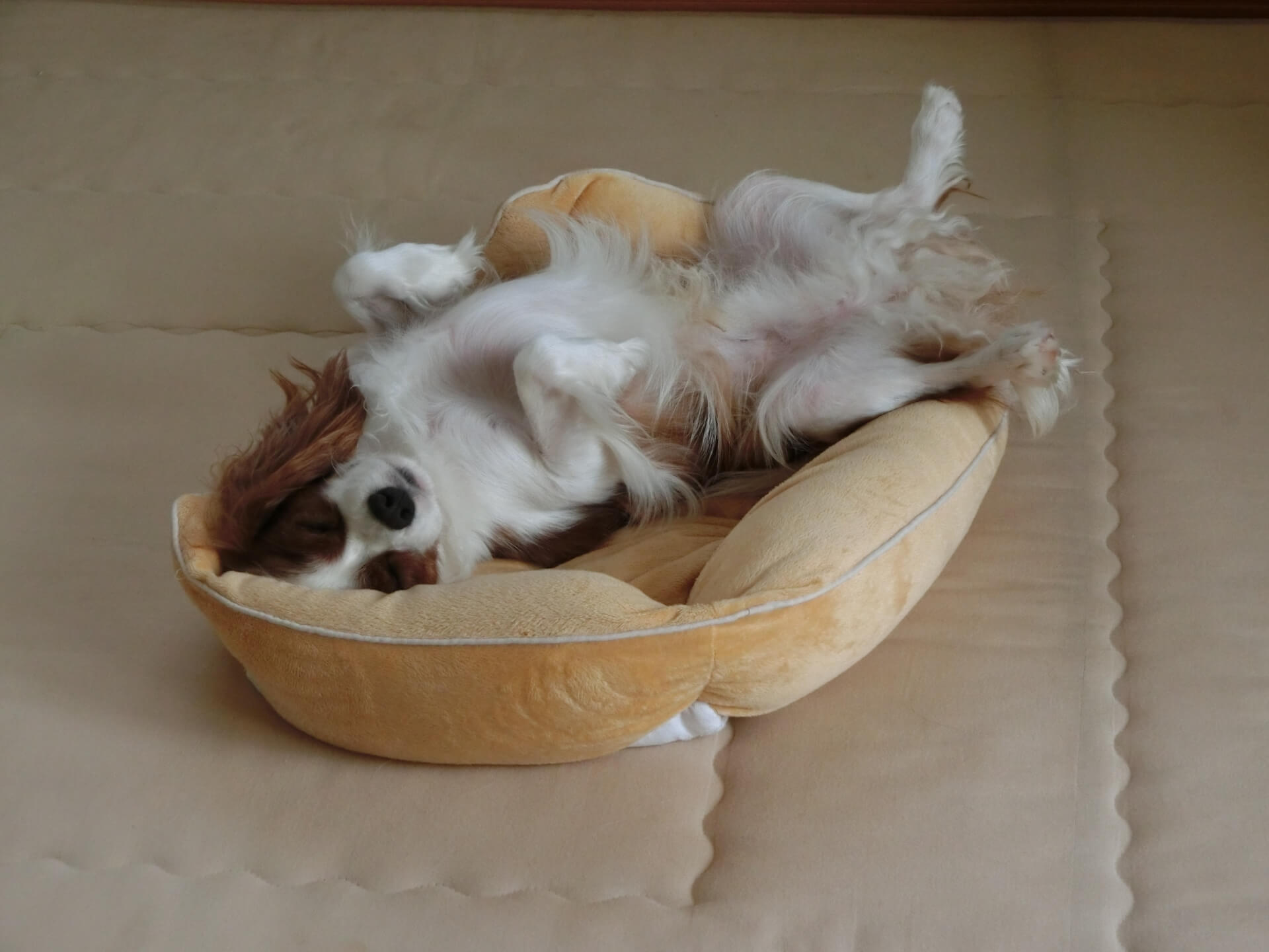 查理士王小獵犬在床墊上睡得四腳朝天