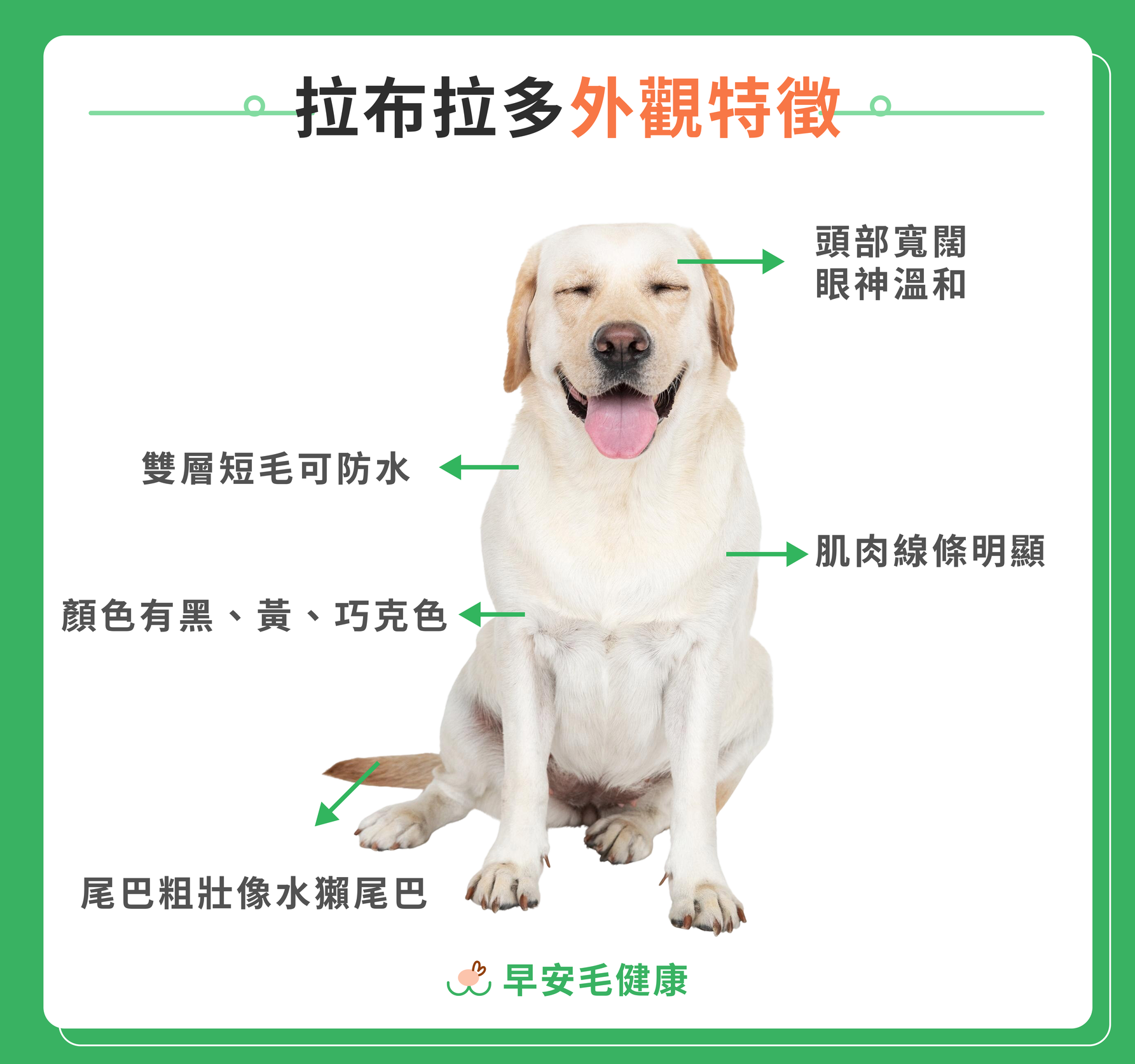 拉布拉多外觀特徵圖解，標示頭部寬闊、雙層短毛、肌肉線條與水獺尾巴等特點