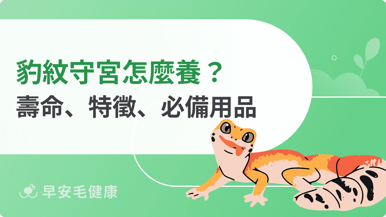 【豹紋守宮飼養指南】壽命、價格、主食與飼養環境