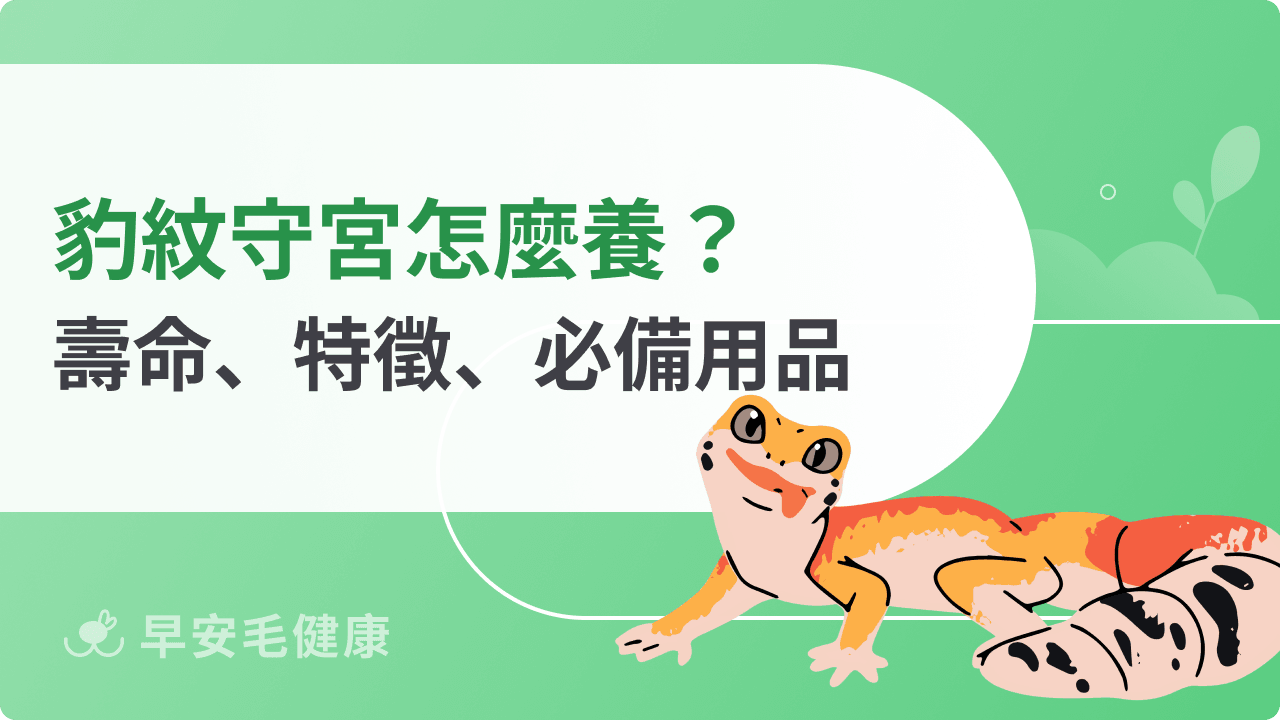 【豹紋守宮飼養指南】壽命、價格、主食與飼養環境