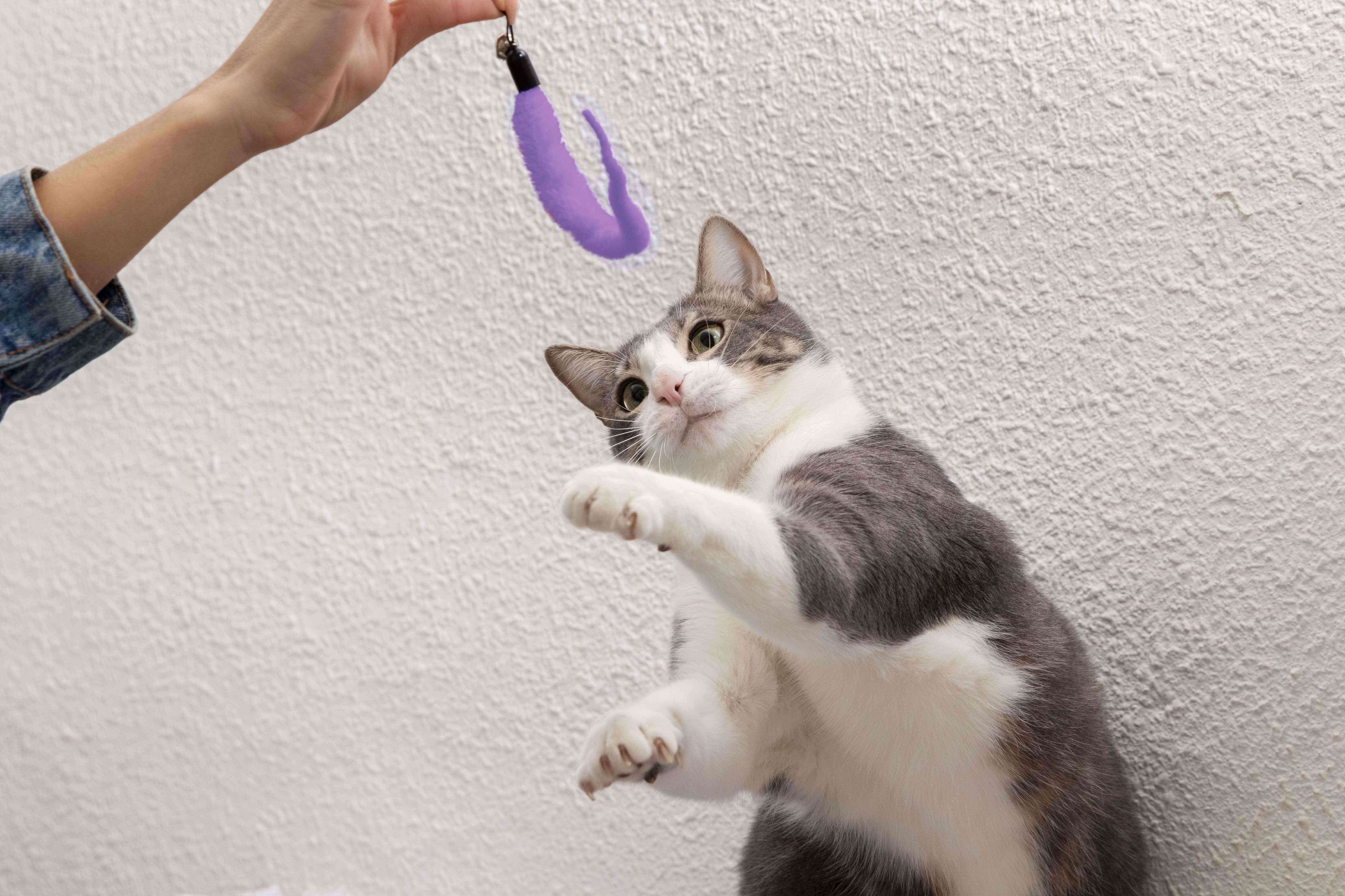 comprehensive-introduction-to-catnip-2