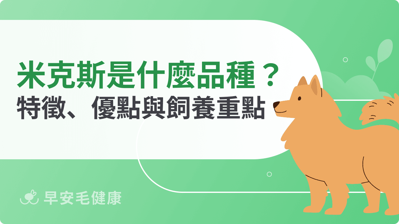 米克斯是什麼品種?外型特徵、性格優點與飼養重點全解析