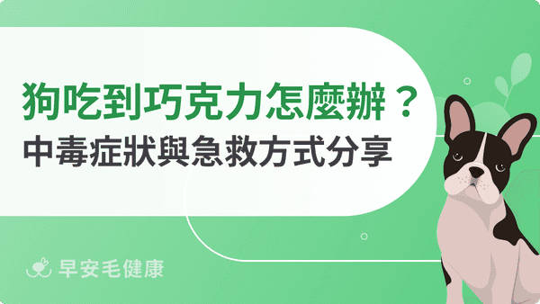 狗吃巧克力會怎樣？中毒症狀、致死量與緊急處理 3 步驟