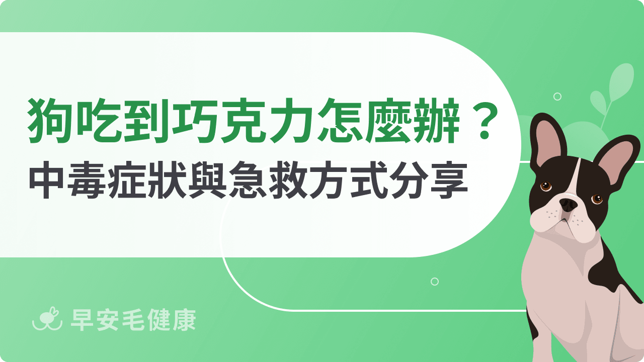 狗吃巧克力會怎樣?會死嗎?中毒症狀、致死量與緊急處理3步驟