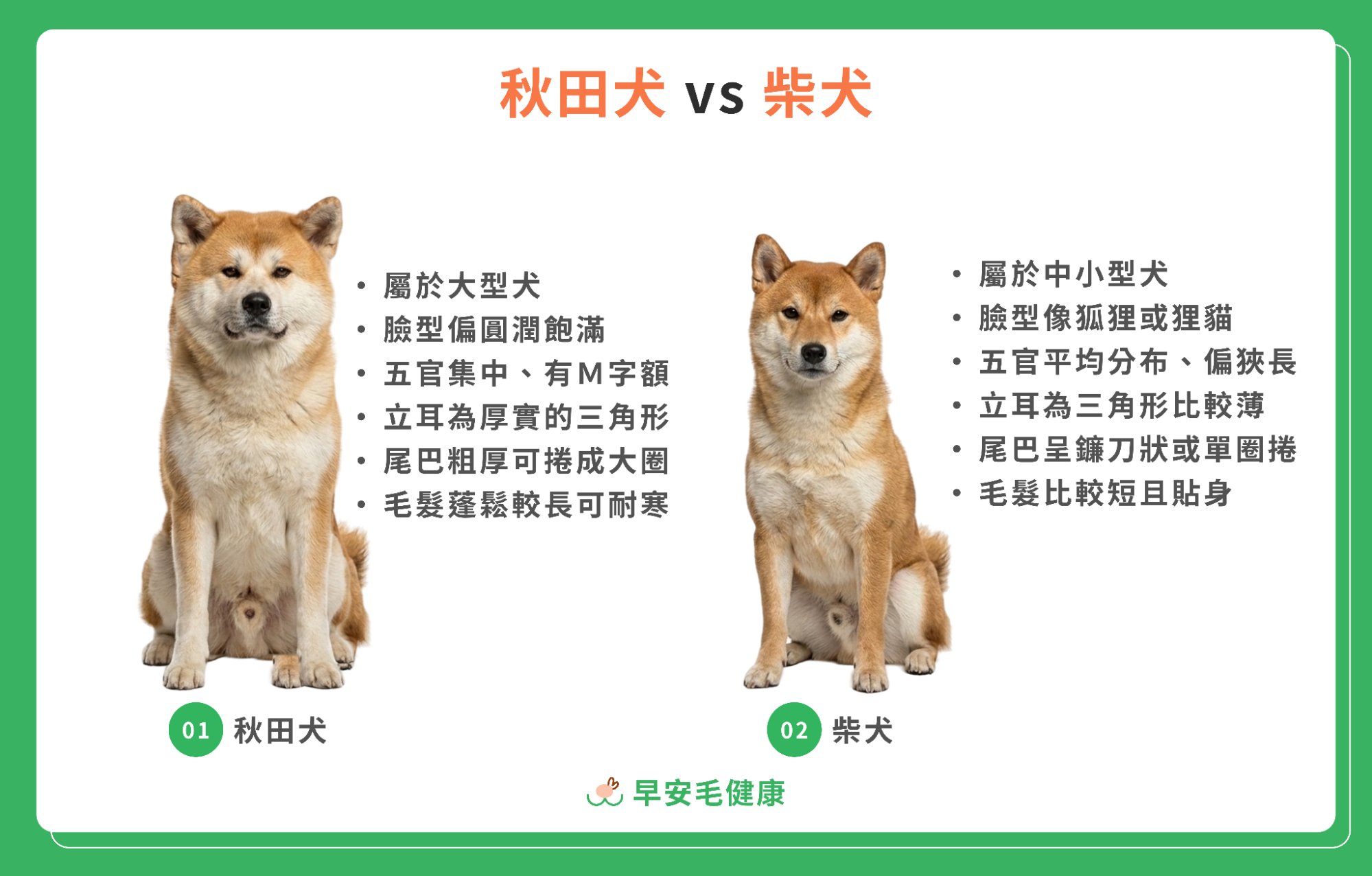 秋田犬vs柴犬比較圖