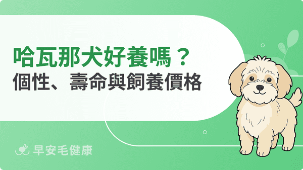 哈瓦那犬好養嗎？個性、價格、壽命與台灣購買領養管道
