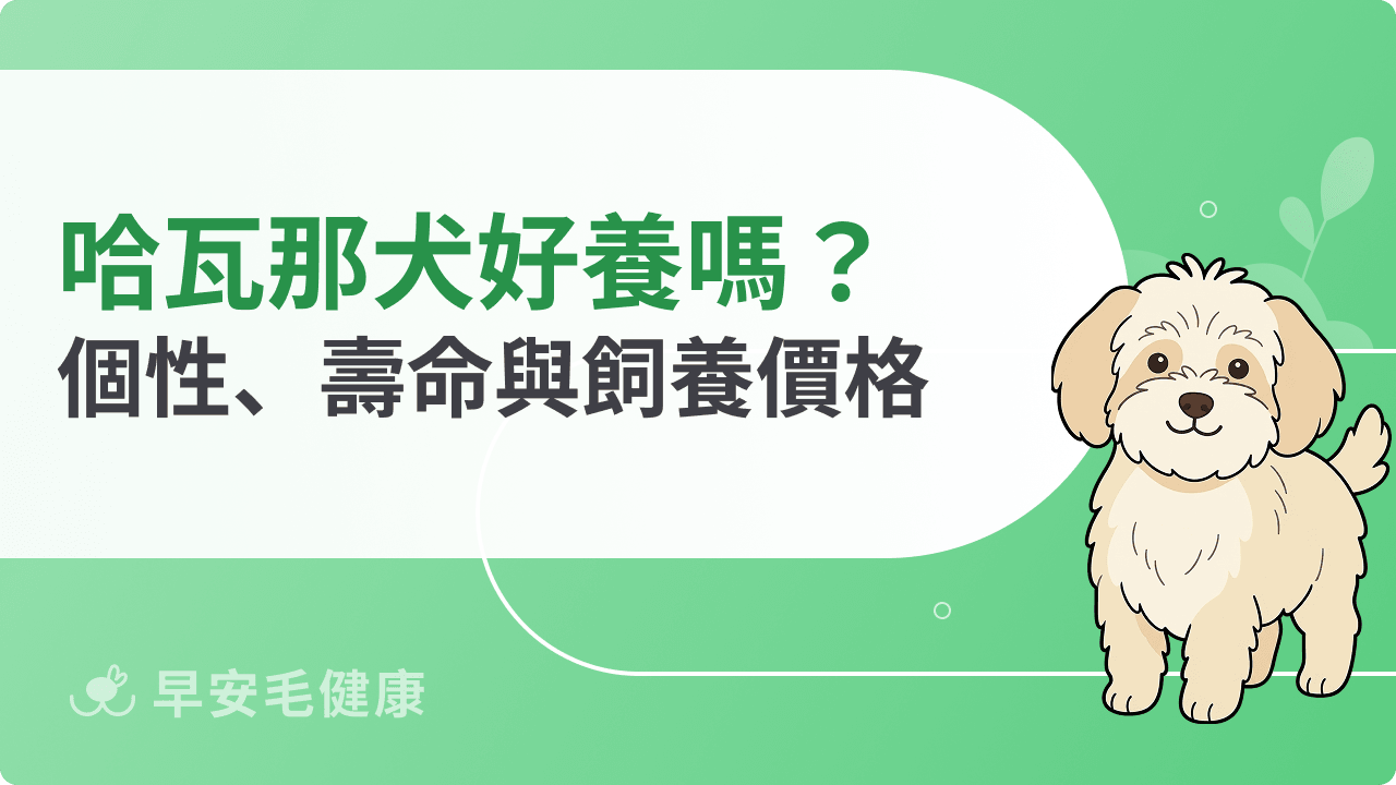 哈瓦那犬好養嗎？個性、價格、壽命與台灣購買領養管道