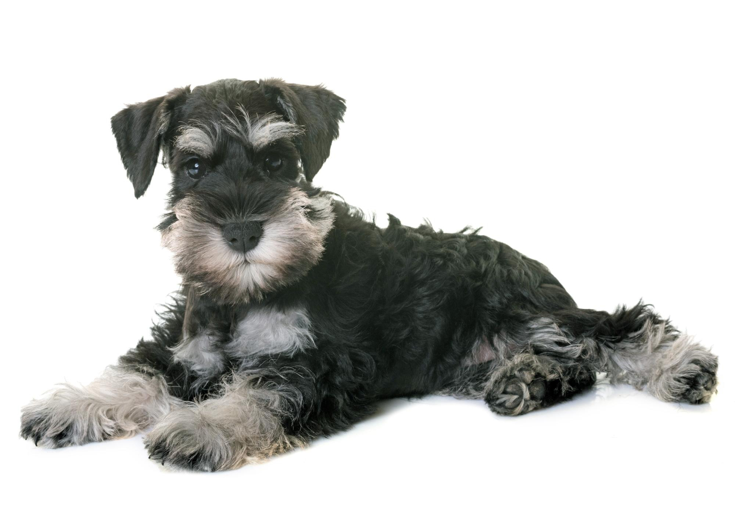 35.schnauzer-guide-1