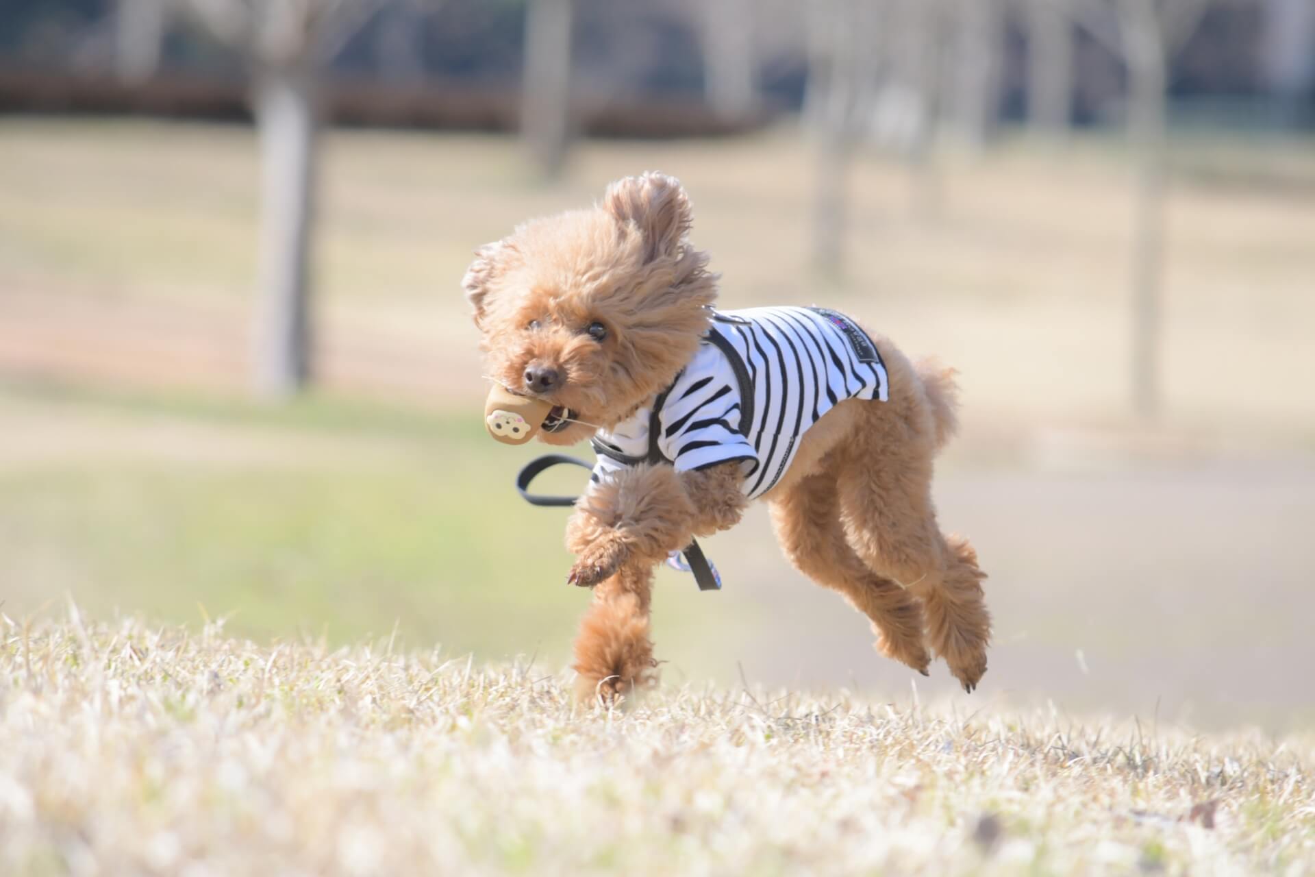 8. poodle-dog-guide-4