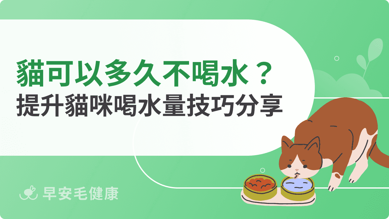 貓咪可以多久不喝水?如何讓貓咪喝水?提升貓咪喝水量技巧分享