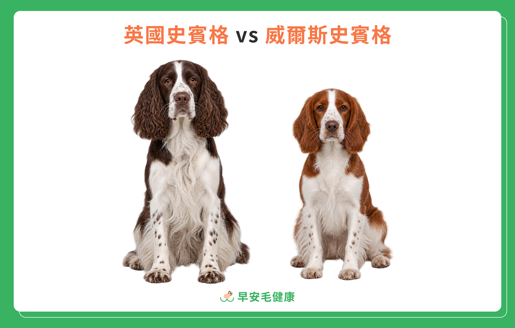 英國史賓格犬與威爾斯史賓格犬外觀比較圖