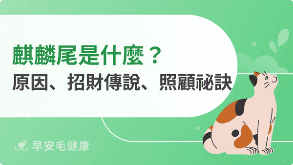 麒麟尾是什麼？麒麟尾形成原因、招財傳說到照顧祕訣一次看