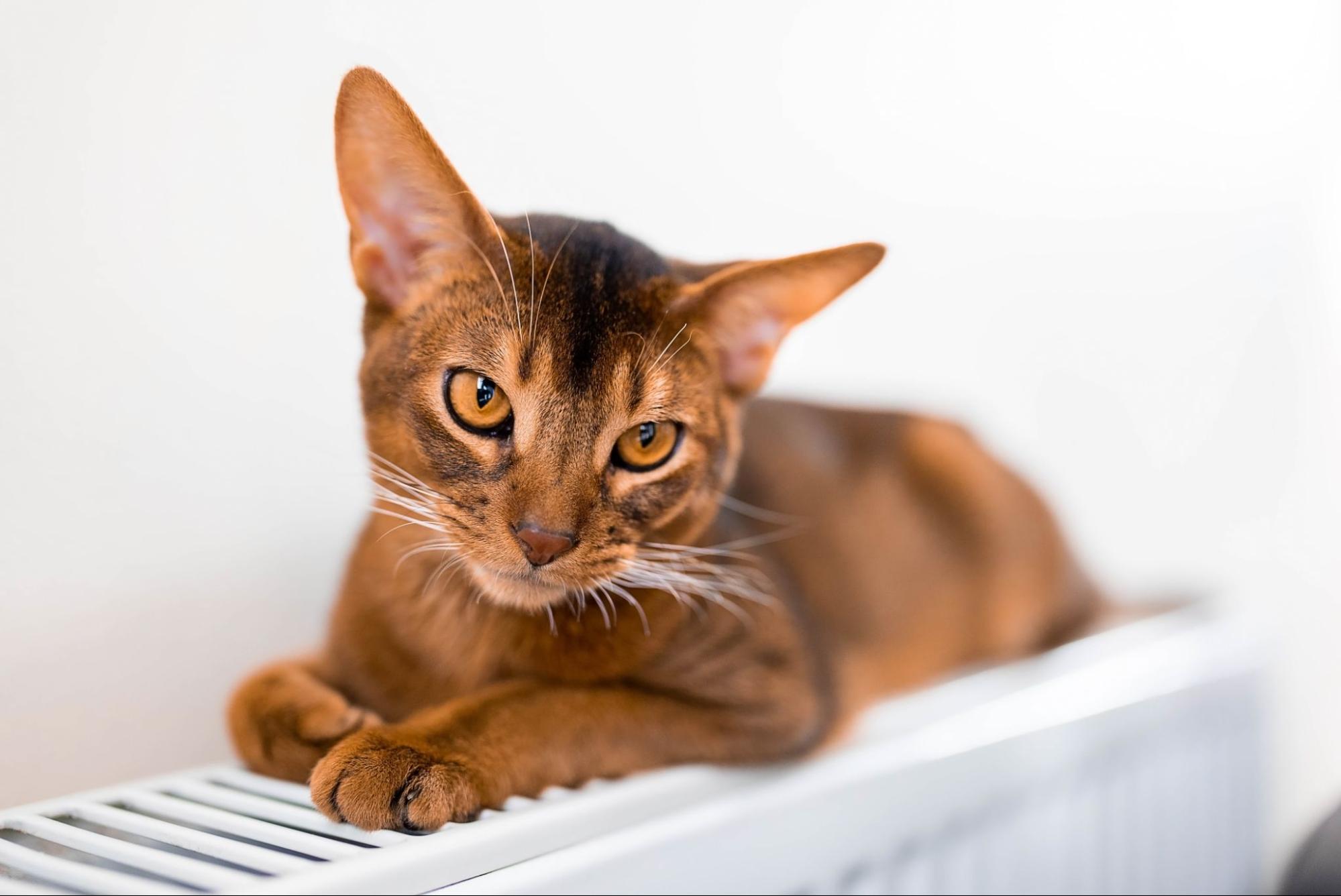 71.abyssinian-cat-guide-1