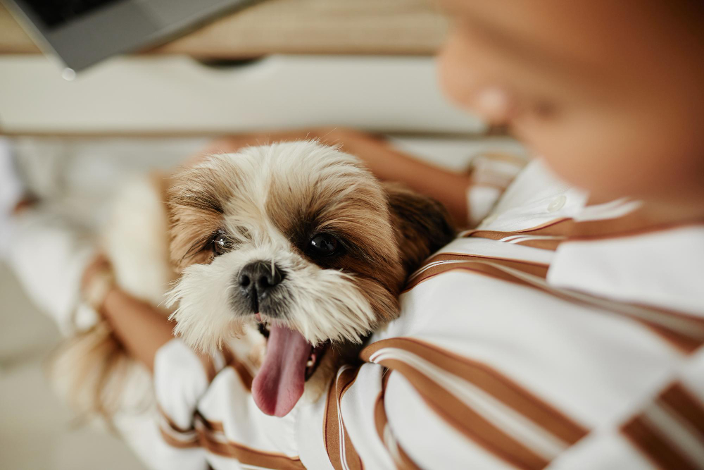 棕白色西施犬被主人抱在懷中,張嘴吐舌、表情悠閒滿足