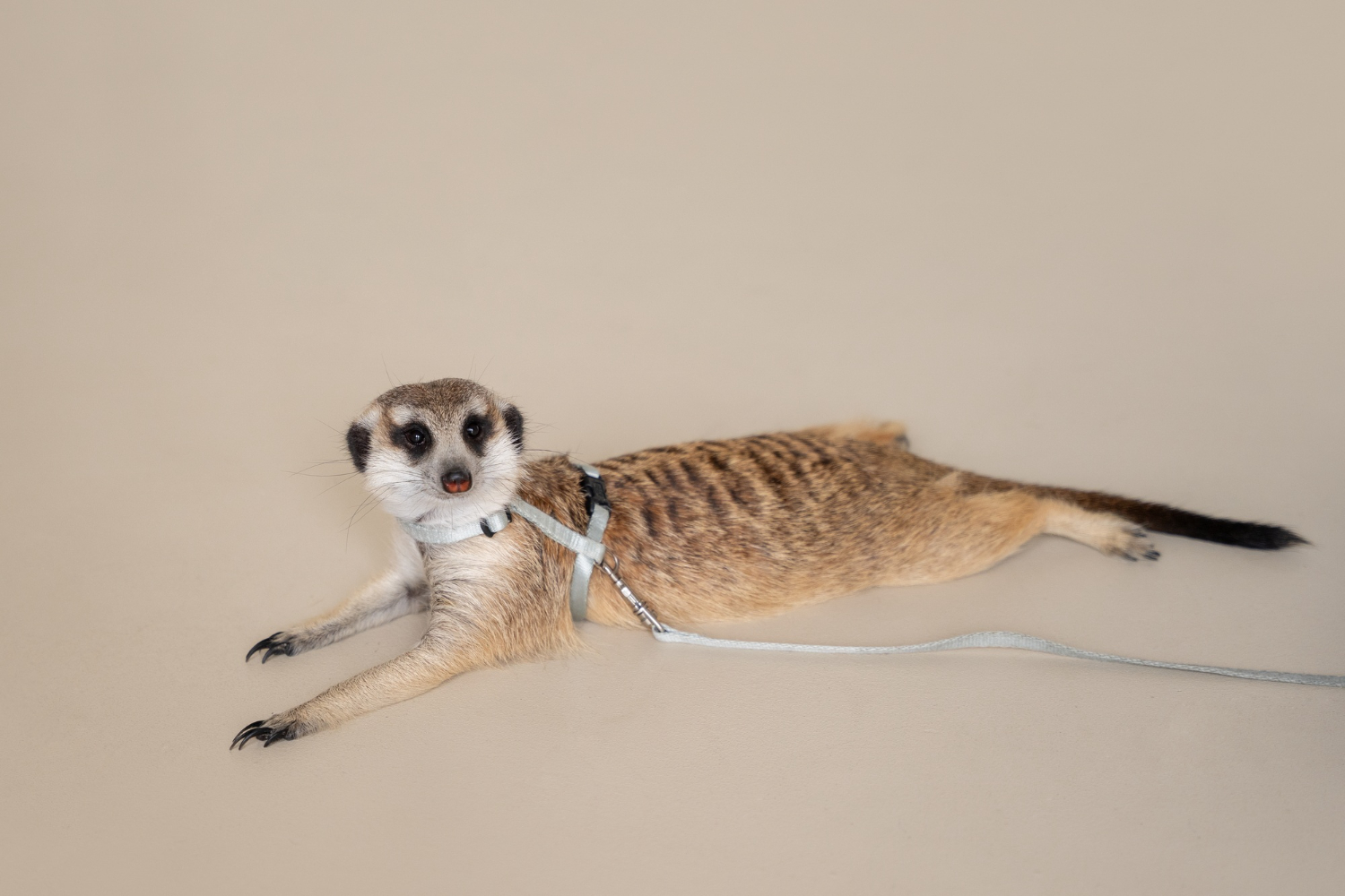 74.meerkat-care-guide-2
