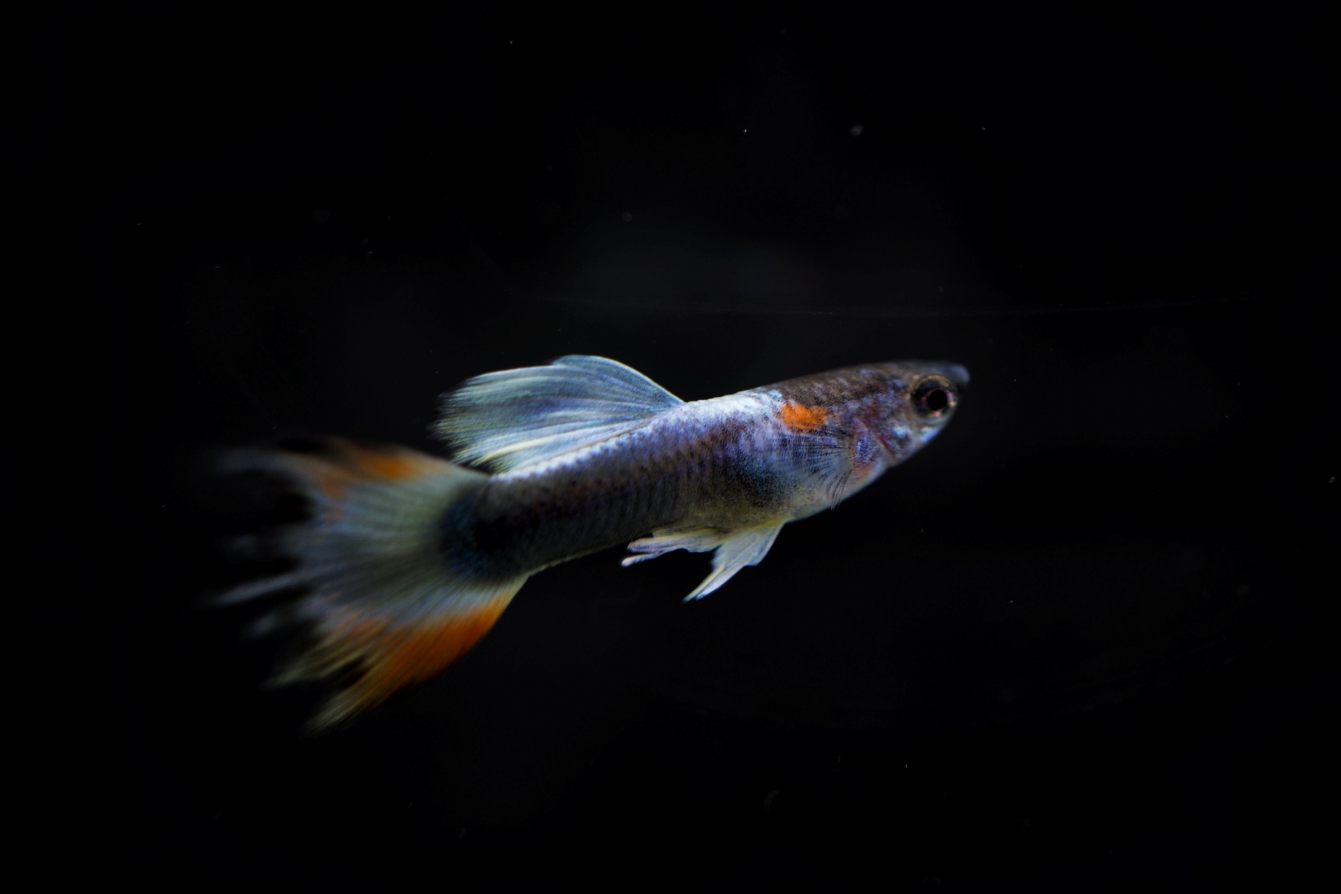 97.guppy-care-guide-1