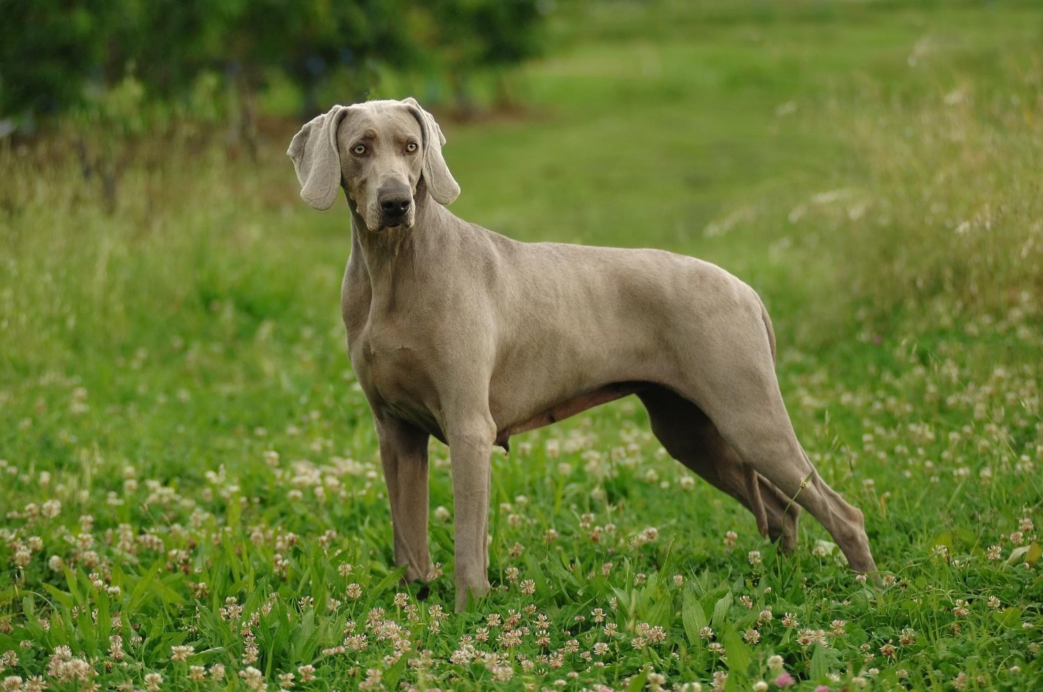 威瑪犬草地站立側面照