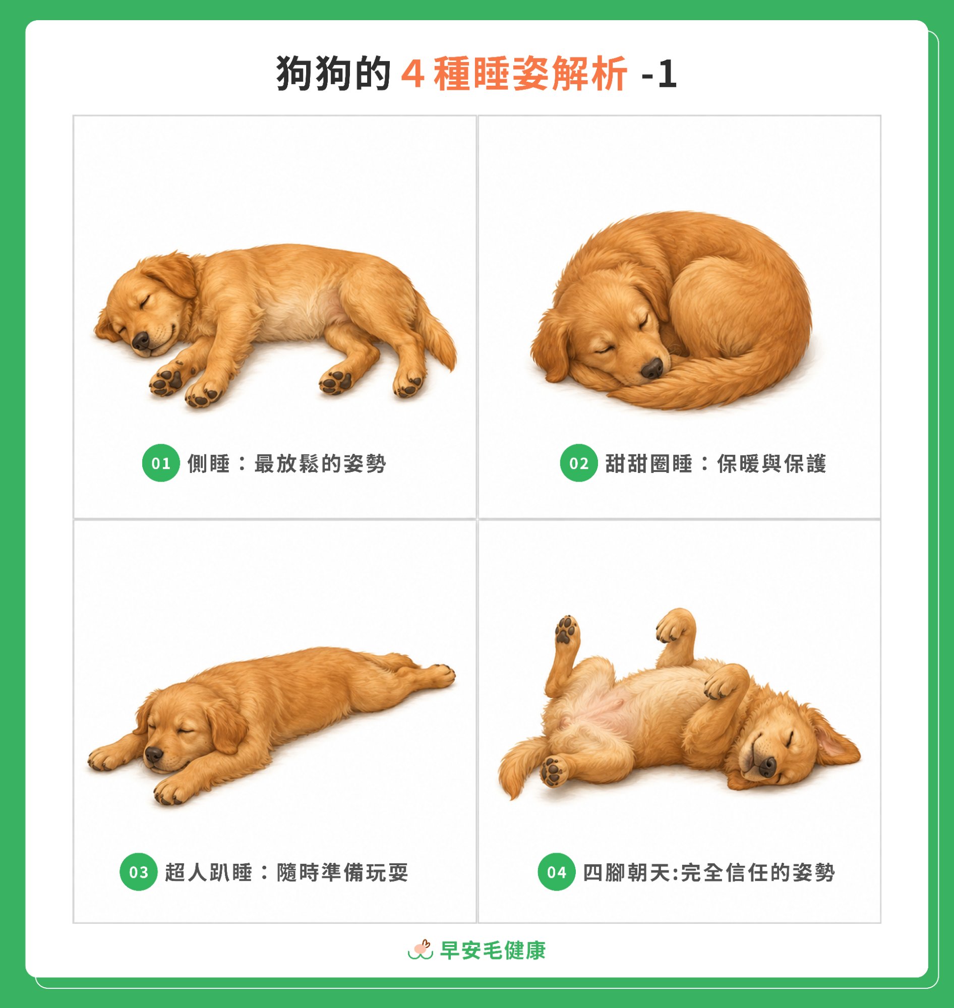 狗狗常見的 8 種睡姿，各有不同含義