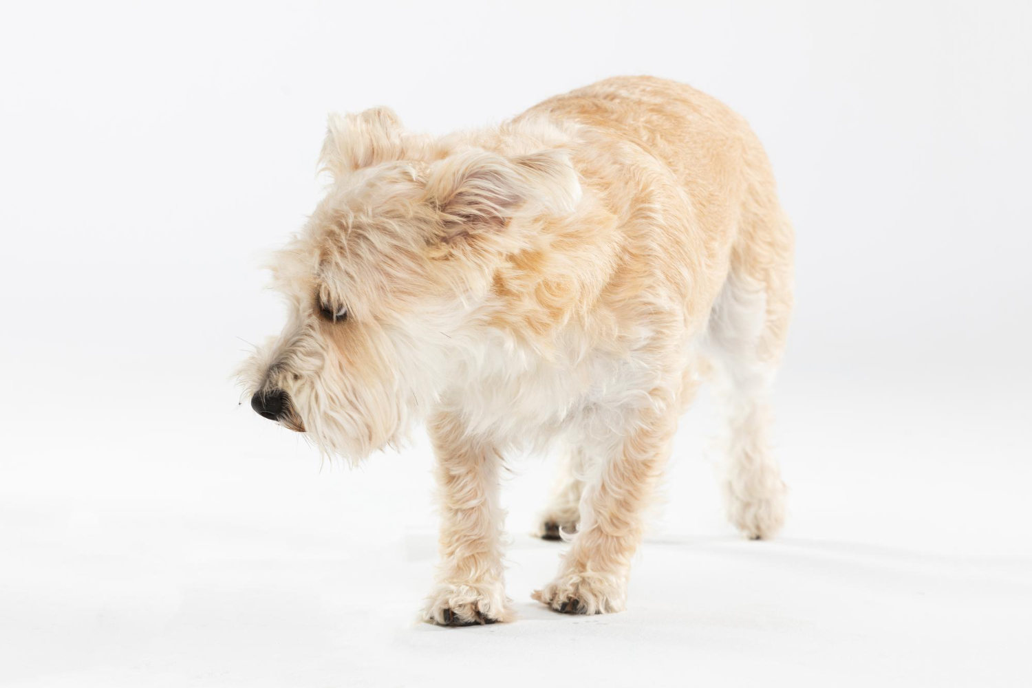 7.dog-vestibular-syndrome-guide-2
