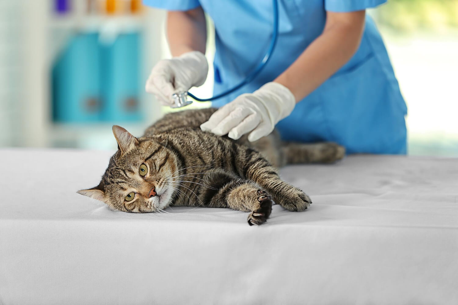 11.male-cat-neutering-3