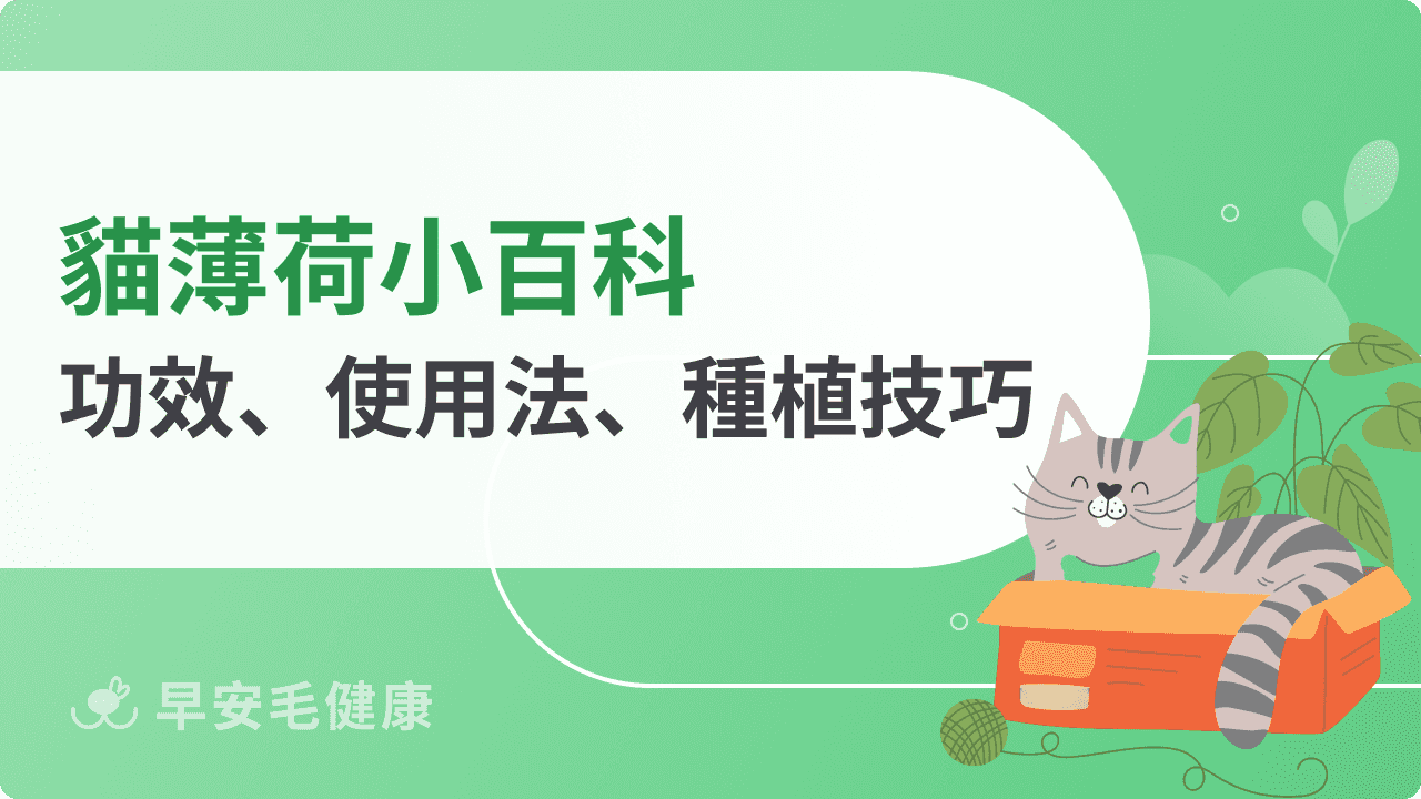 貓薄荷怎麼用？功效、副作用、幼貓使用禁忌整理