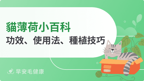 貓薄荷怎麼用?功效、副作用、幼貓使用禁忌整理