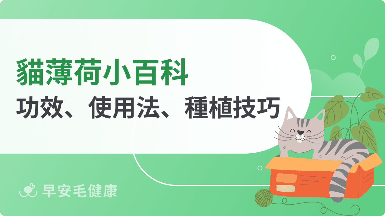 貓薄荷怎麼用?功效、副作用、幼貓使用禁忌整理
