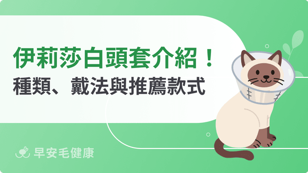 伊莉莎白頭套是什麼?種類、尺寸、戴法與推薦款式解析