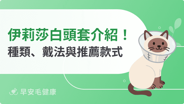 伊莉莎白頭套是什麼？種類、尺寸、戴法與推薦款式解析