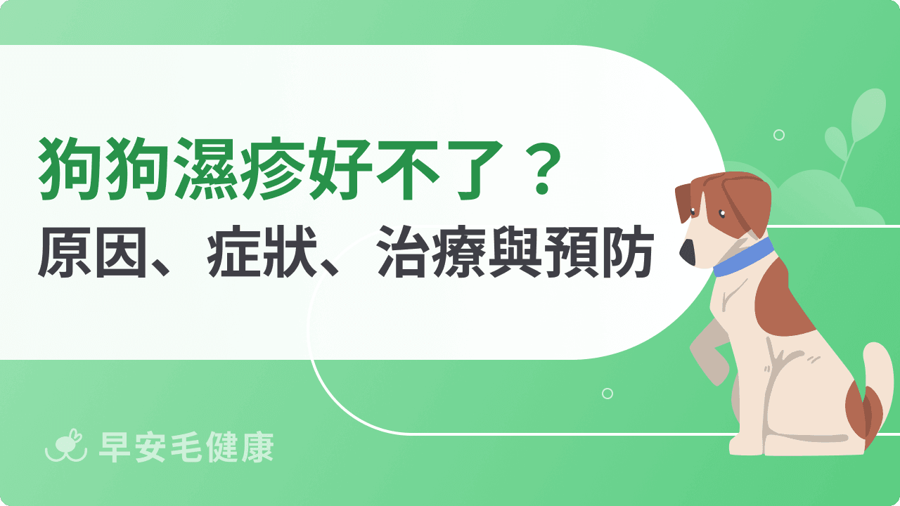 狗狗濕疹怎麼辦?要擦什麼藥?狗濕疹常見5症狀