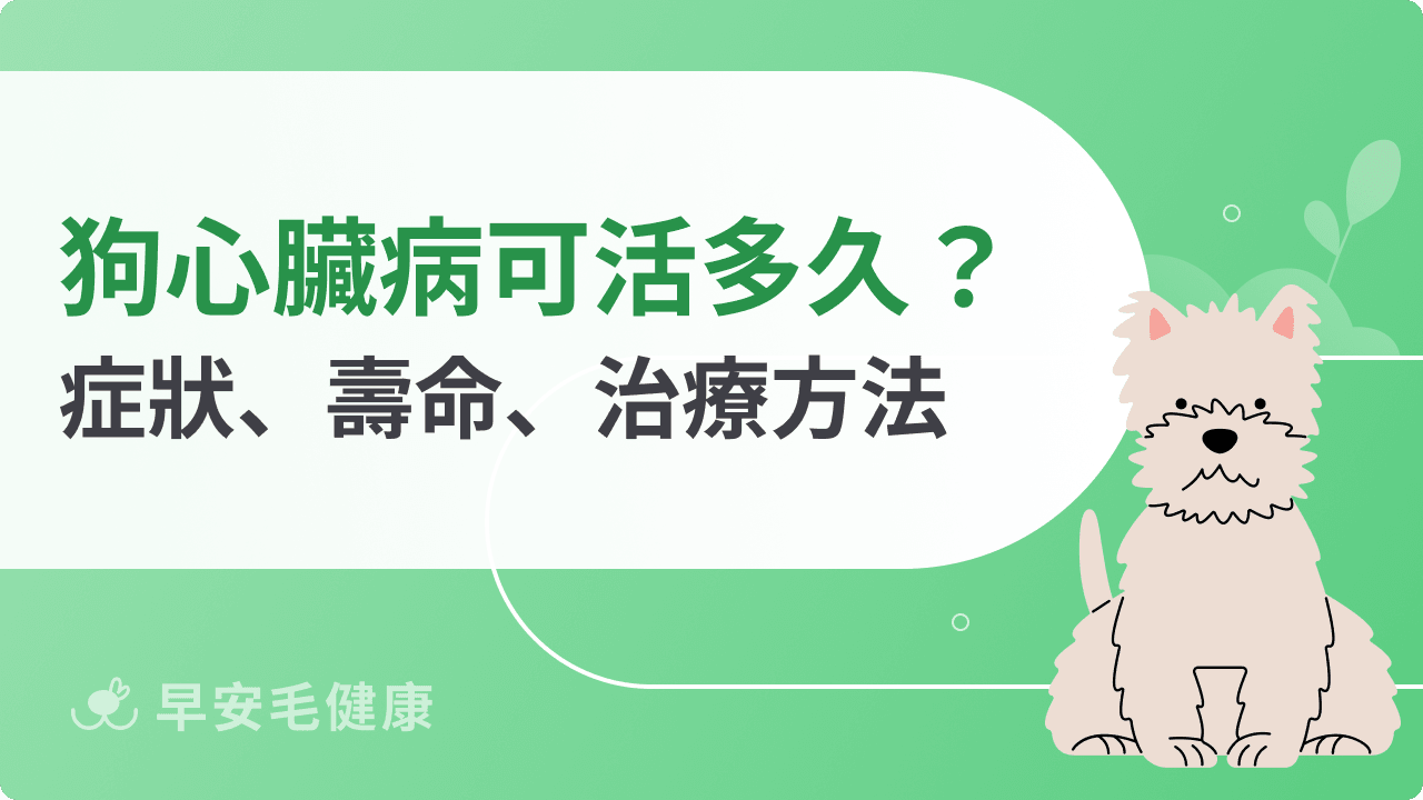 狗狗心臟病指南！心臟肥大、咳嗽、後腳無力與治療壽命詳解