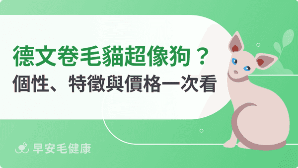 德文捲毛貓好養嗎？個性、缺點、飲食與照護重點全面解析