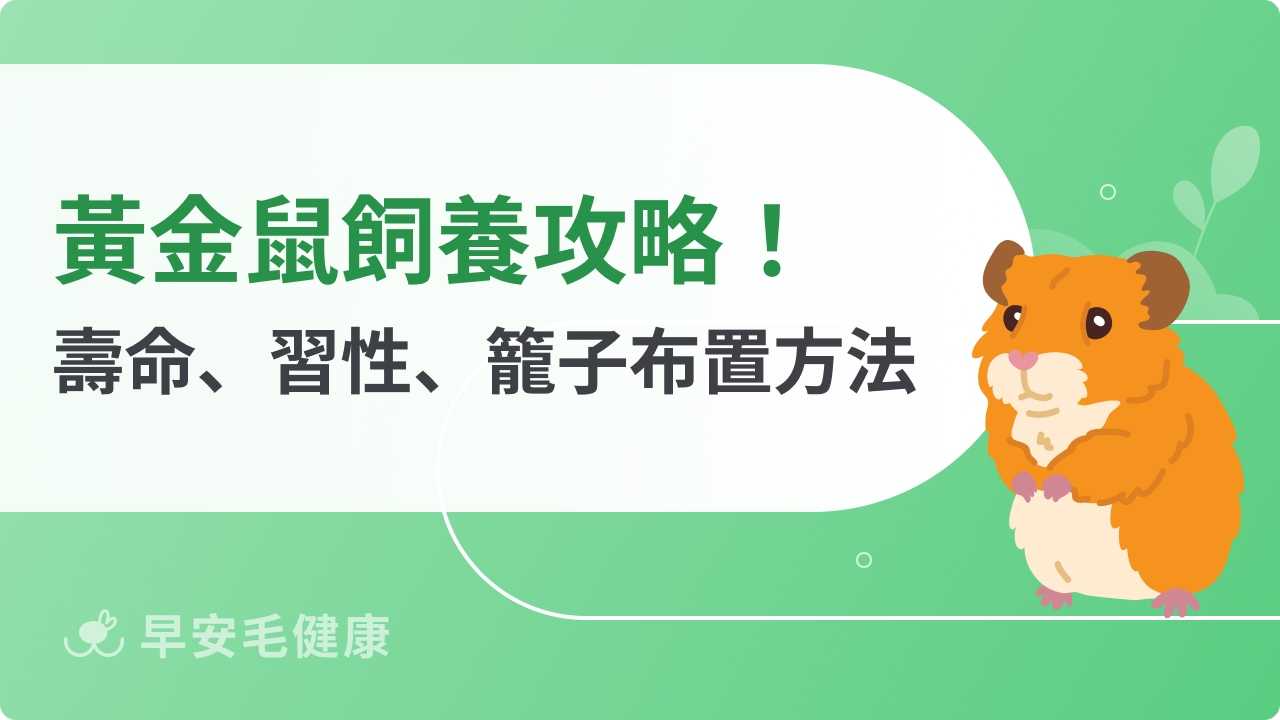黃金鼠飼養指南:黃金鼠壽命、價格、智商與餵食技巧
