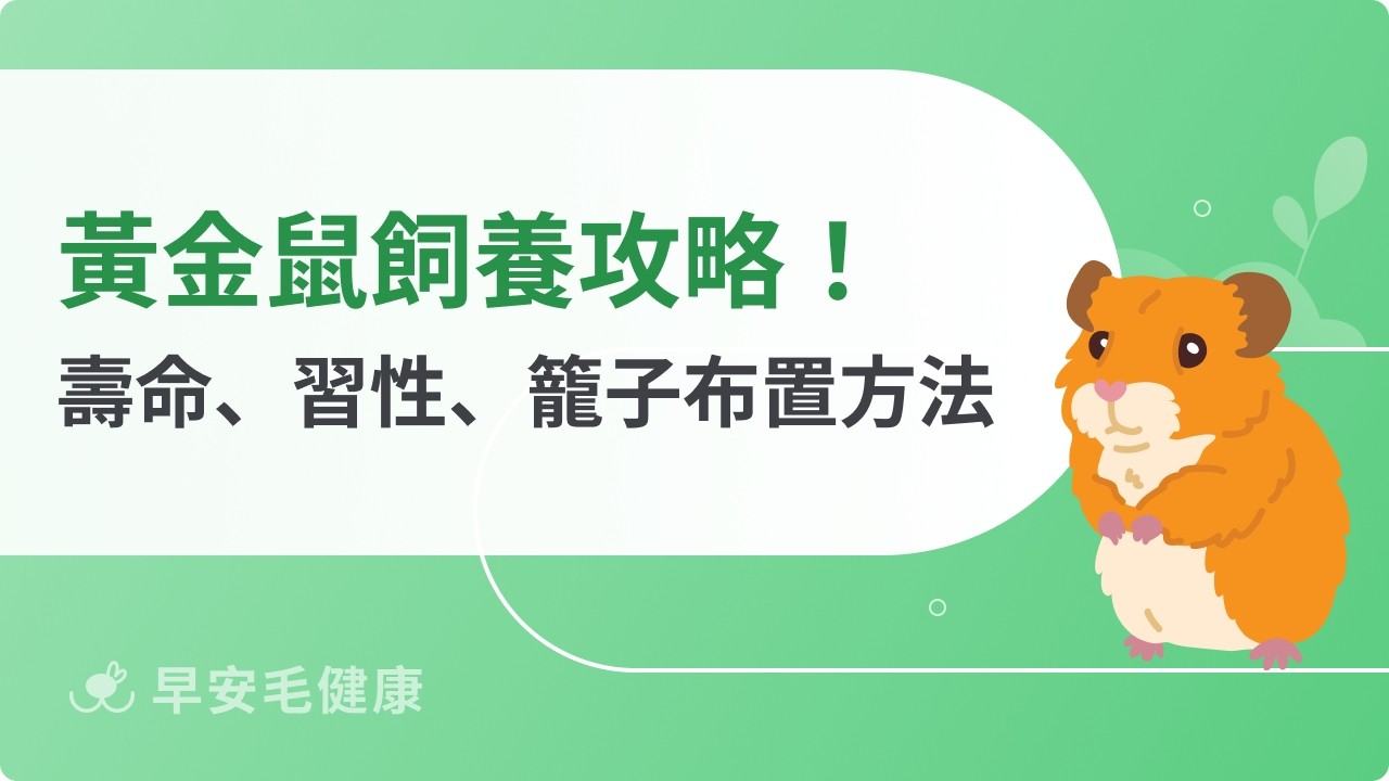 黃金鼠飼養指南:黃金鼠壽命、價格、智商與餵食技巧