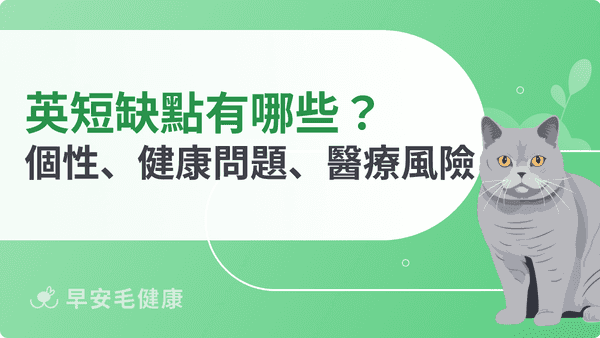 英國短毛貓缺點有哪些？7 大飼養挑戰、個性地雷與照護重點一次看