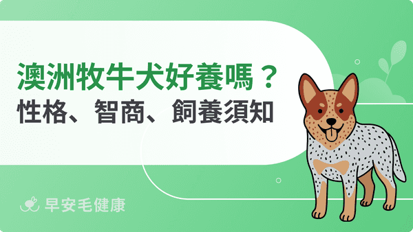 澳洲牧牛犬好養嗎?外觀、性格、智商、飼養與健康重點