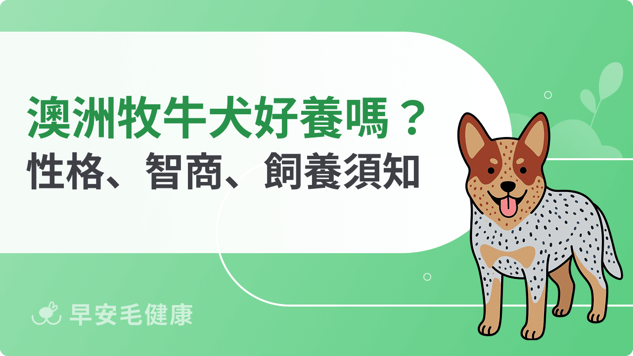 澳洲牧牛犬好養嗎？外觀、性格、智商、飼養與健康重點