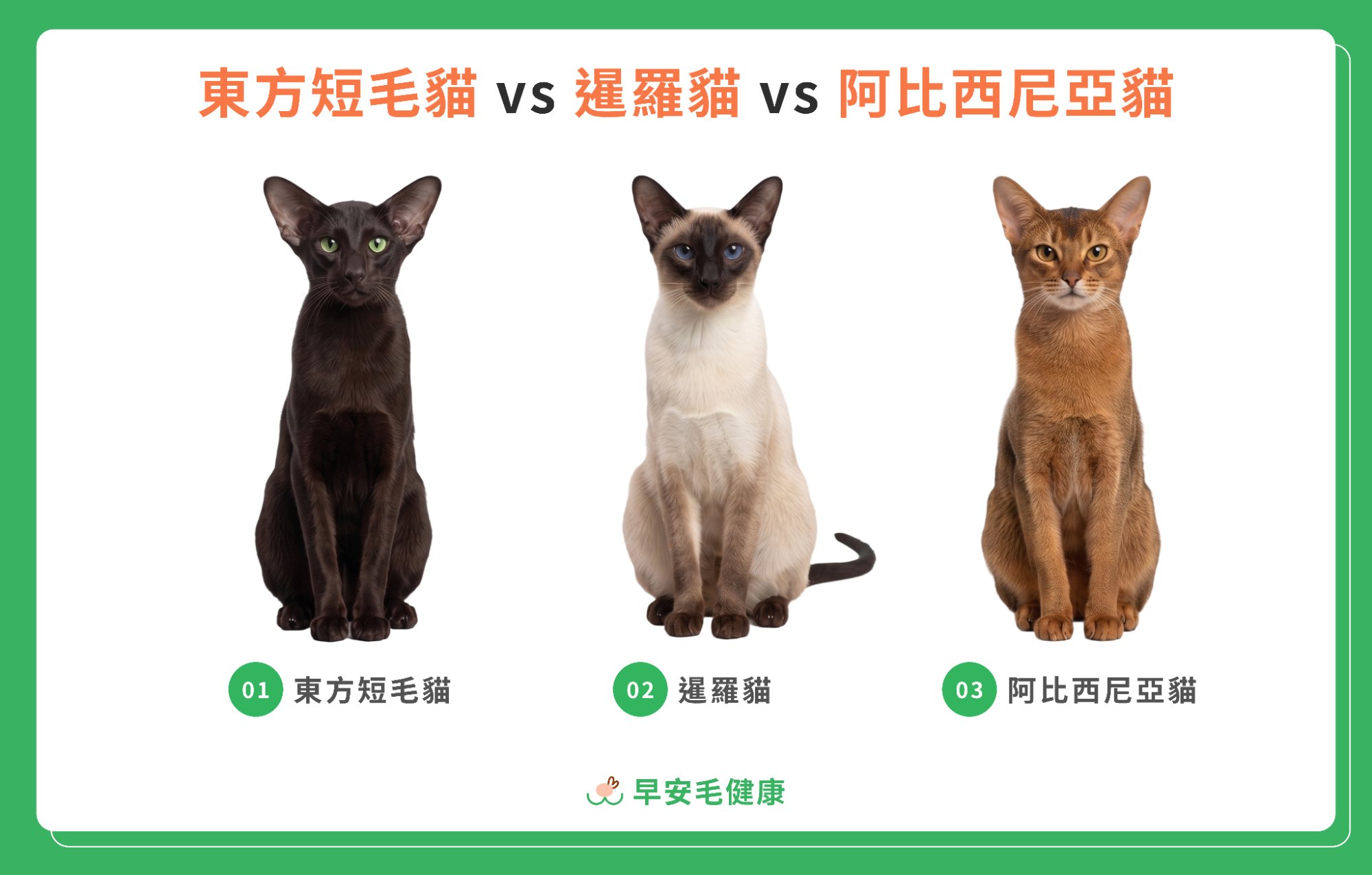 東方短毛貓、暹羅貓與阿比西尼亞貓外觀比較圖