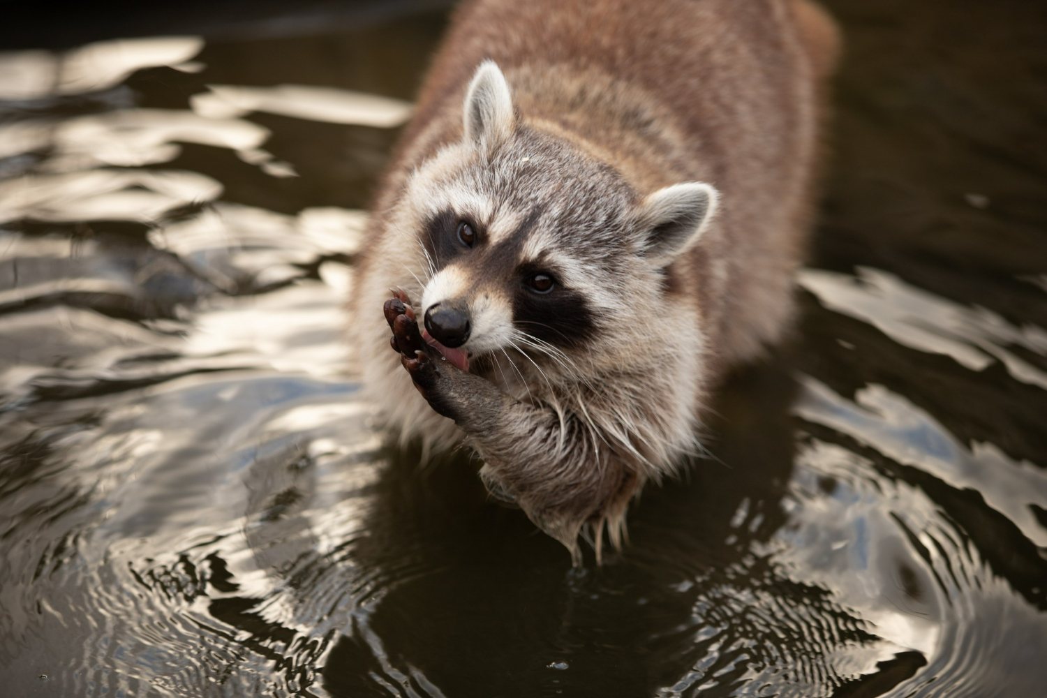 76.raccoon-guide-2