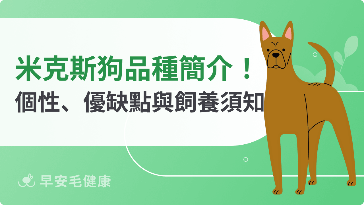 米克斯是什麼狗？土狗好養嗎？米克斯犬優缺點、飼養指南一次看