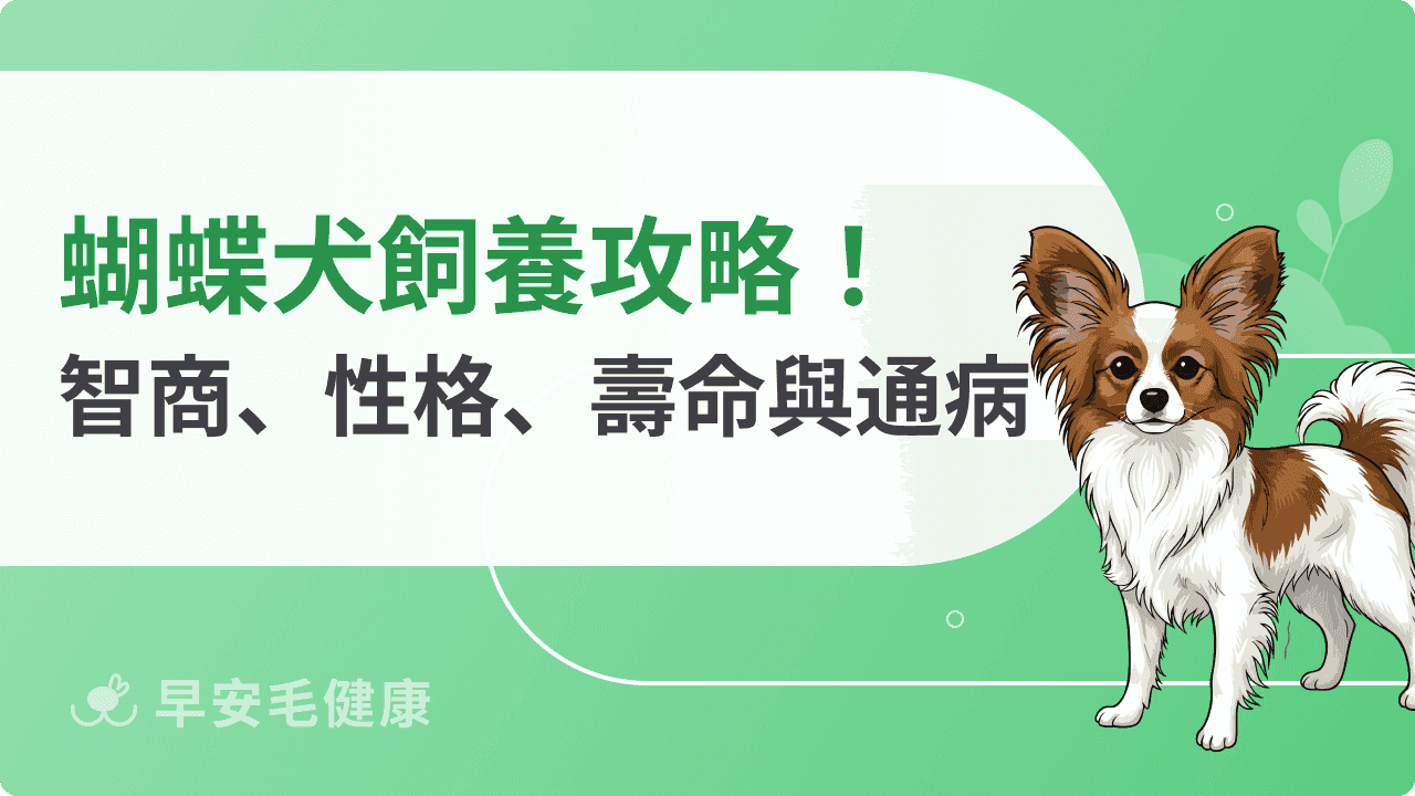 蝴蝶犬是來自皇室的狗狗？蝴蝶犬智商、缺點、壽命與照顧指南
