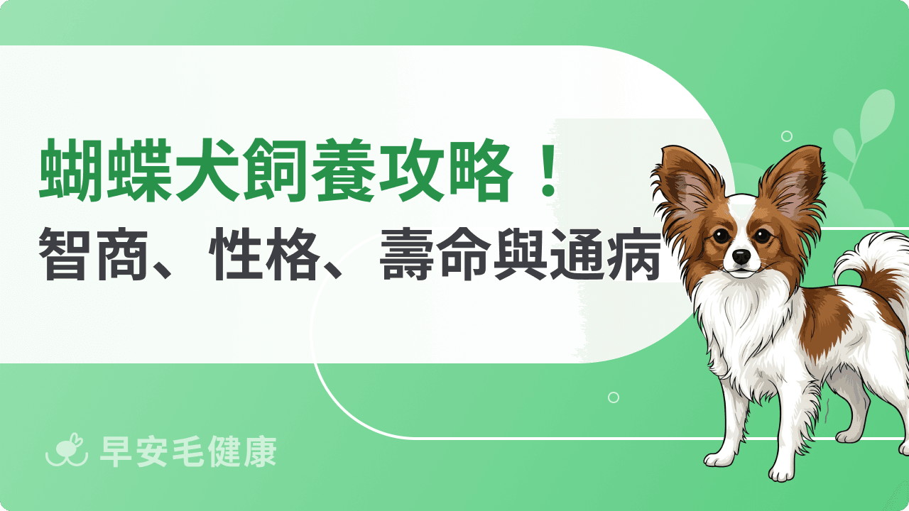 蝴蝶犬是來自皇室的狗狗?蝴蝶犬智商、缺點、壽命與照顧指南