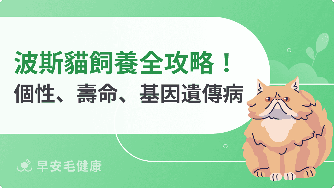 波斯貓飼養守則：波斯貓價錢、個性、缺點，一文看懂照顧須知