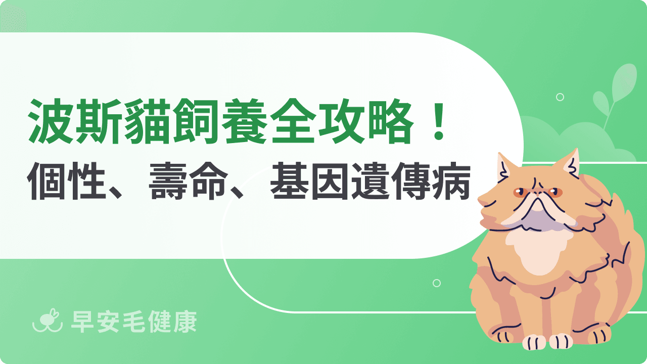 波斯貓飼養守則：波斯貓價錢、個性、缺點，一文看懂照顧須知