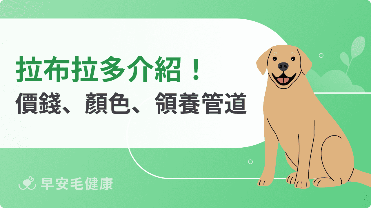拉布拉多飼養指南：個性、飼養重點、價格與領養管道