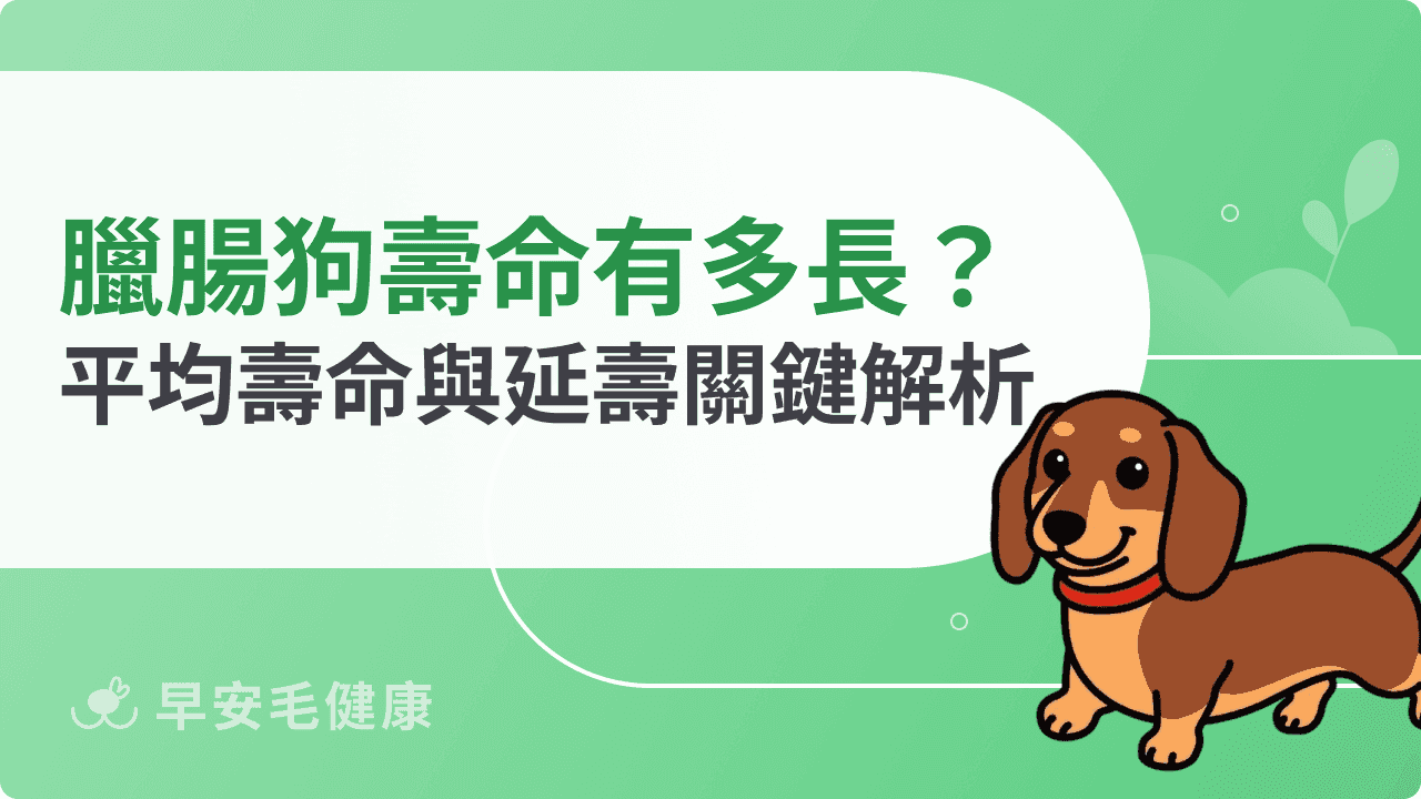 臘腸狗壽命有多長?平均壽命與延長壽命關鍵全解析