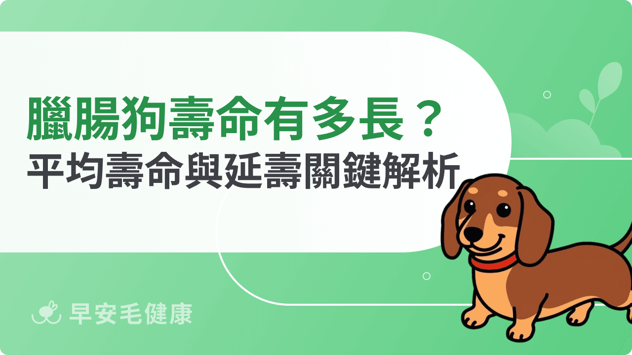 臘腸狗壽命有多長?平均壽命與延長壽命關鍵全解析