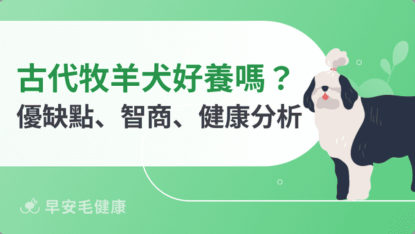 古代牧羊犬好養嗎?價格、幼犬挑選與優缺點,一次搞懂!
